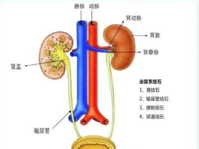 腎、膀胱等泌尿外科疾病